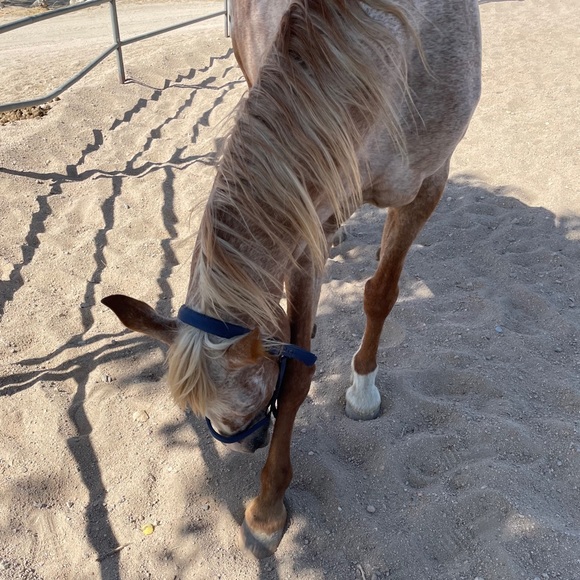 MEET YOUR RESCUE MAMA! โญ๏ธ๐๐๐๐ถ๐ด - Picture 11 of 17